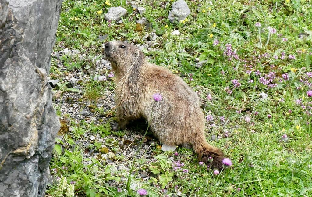 Landhaus Rieding Leilighet Mühlbach am Hochkönig Eksteriør bilde