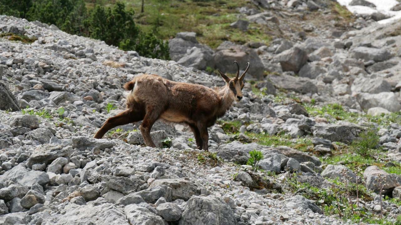 Landhaus Rieding Leilighet Mühlbach am Hochkönig Eksteriør bilde